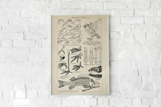 Antique Fish and Bird Body Parts Poster