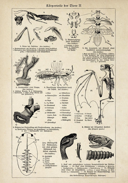 Antique Insects Body Parts Poster