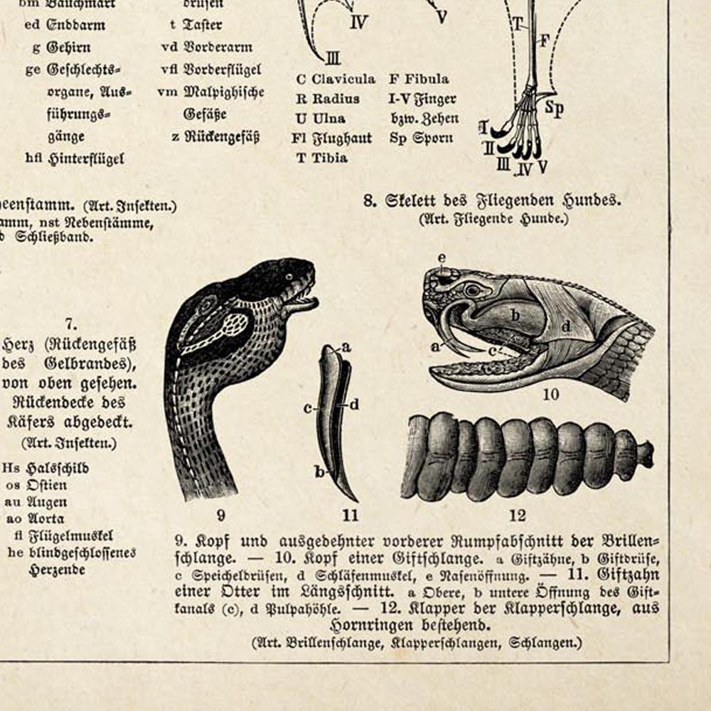 Antique Insects Body Parts Poster