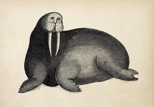 Antique Walrus Poster