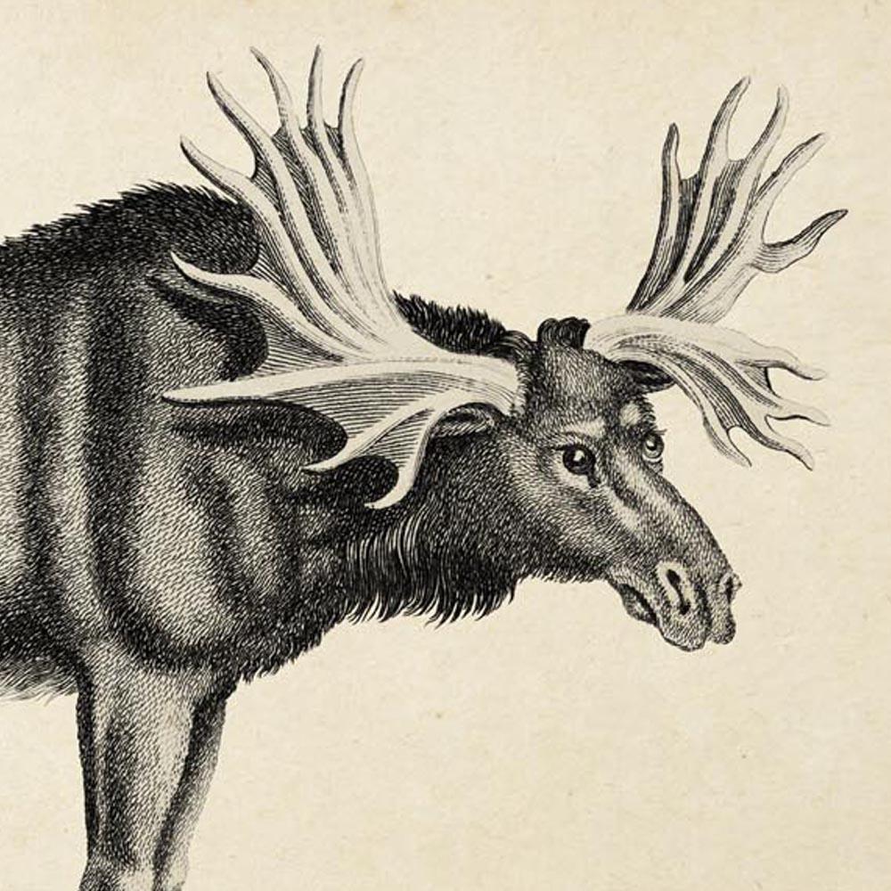 Antique Moose Poster