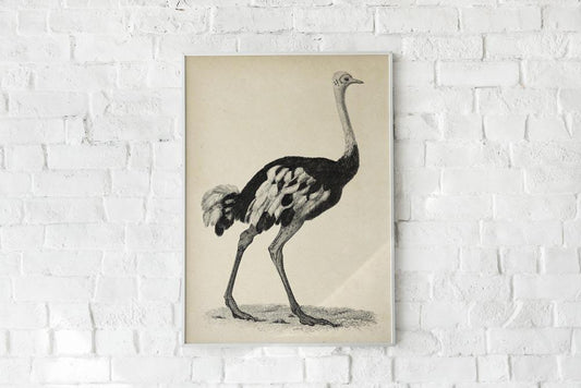 Antique Ostrich Poster