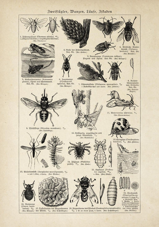 Antique Insects and Flies Poster