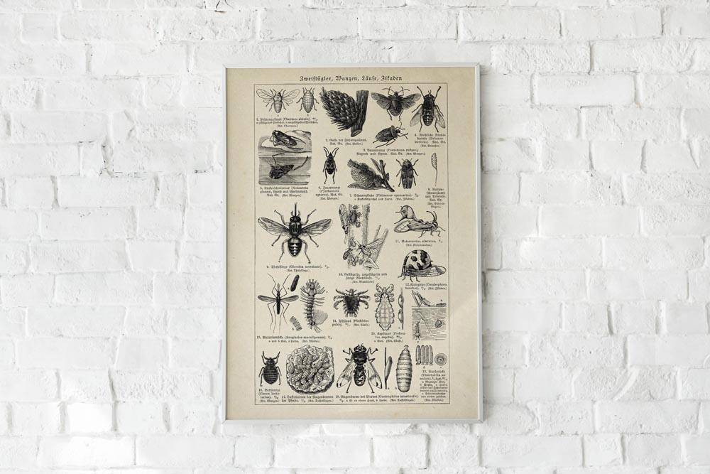 Antique Insects and Flies Poster