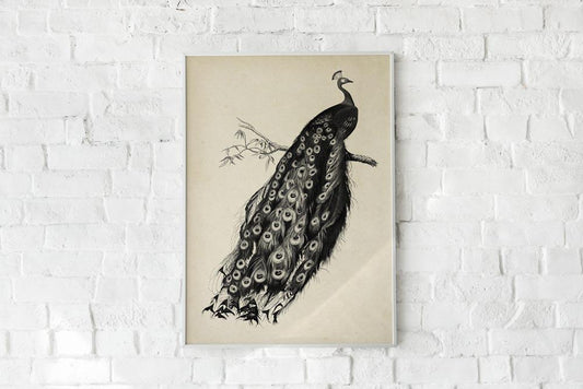 Antique Peacock Poster