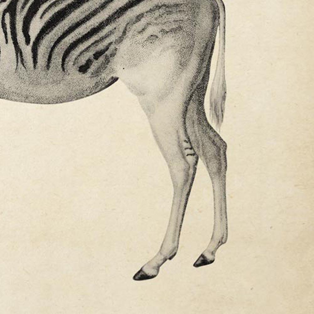 Antique Zebra Poster