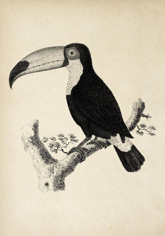 Antique Toucan Poster