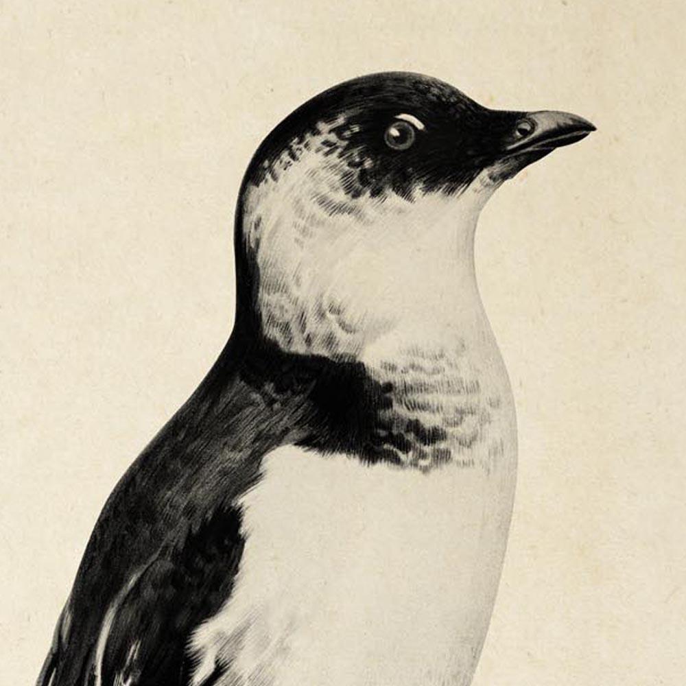 Antique Penguin Poster