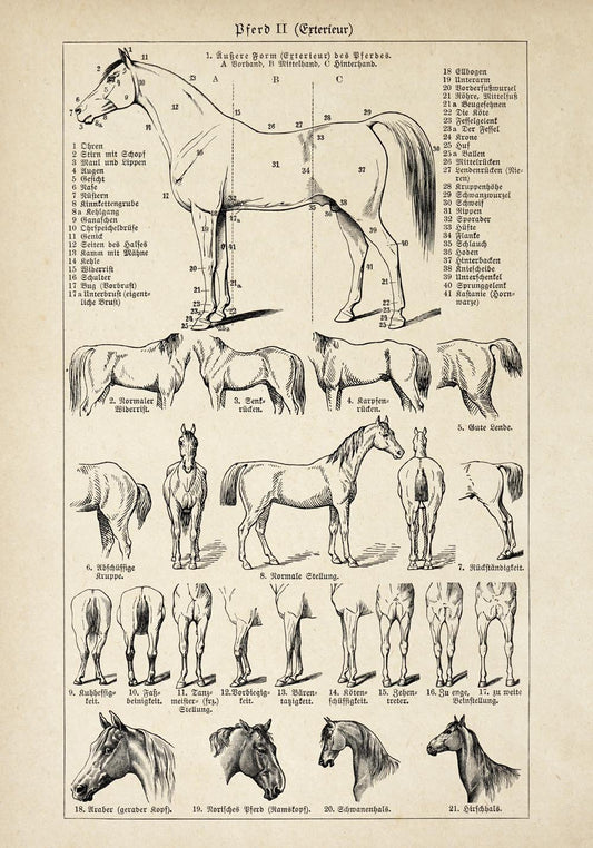 Antique Horses II Poster