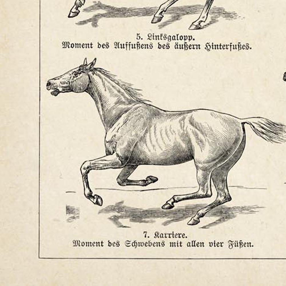 Antique Horses III Poster