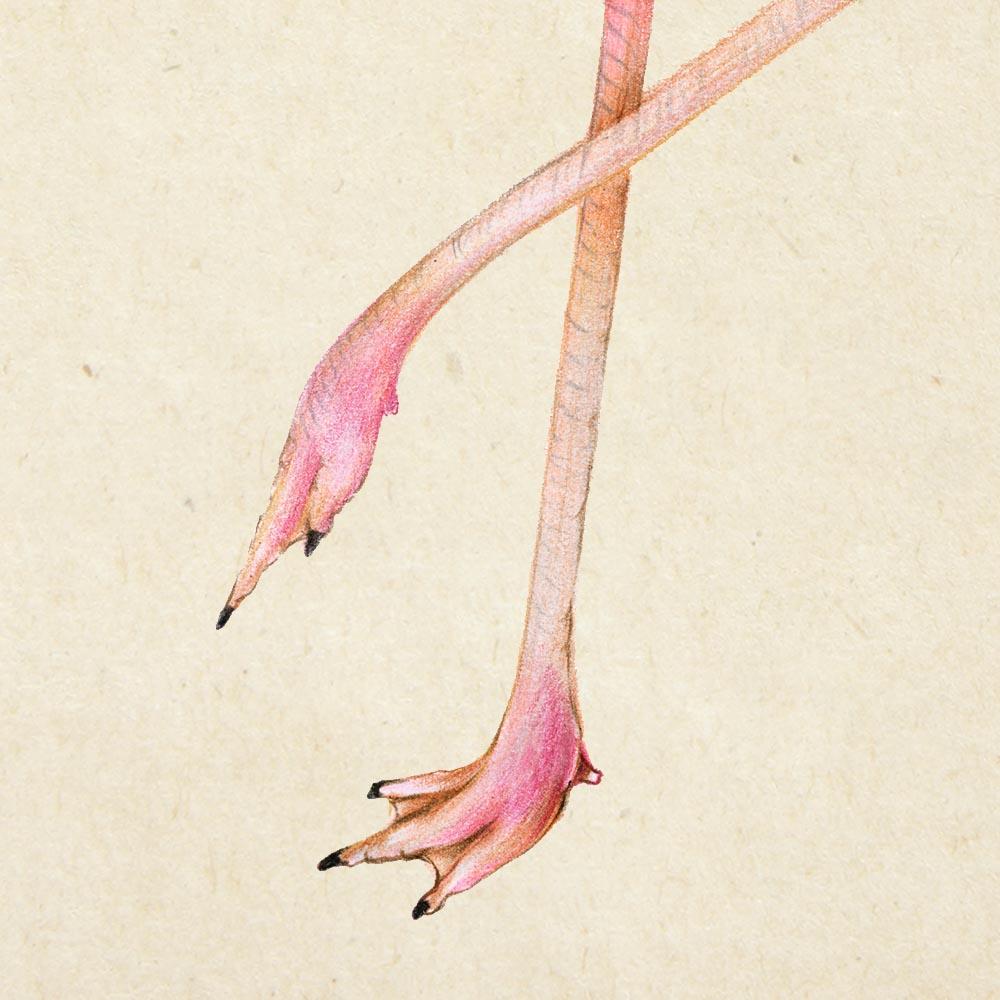 Antique Pink Flamingo Poster