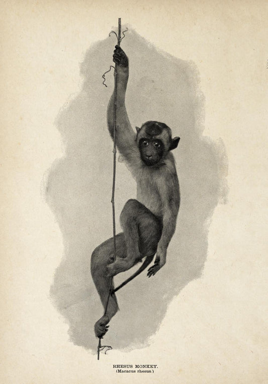 Antique Rhesus Monkey Poster