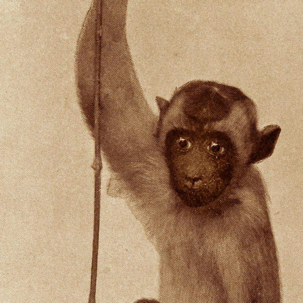 Antique Rhesus Monkey I Poster