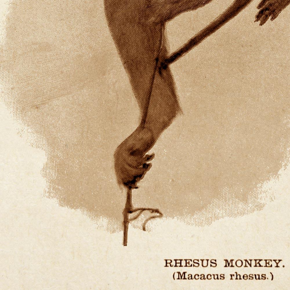 Antique Rhesus Monkey I Poster
