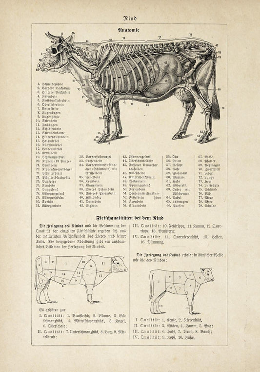 Antique Cow and Bull Rind Poster