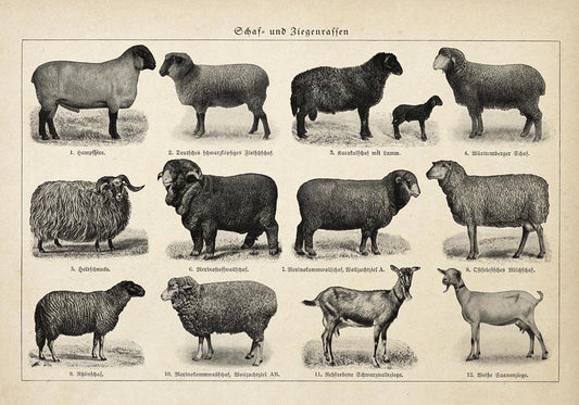 Antique Sheep and Goat Poster