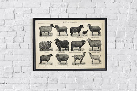Antique Sheep and Goat Poster