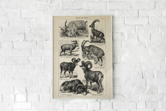 Antique Sheep and Goat I Poster