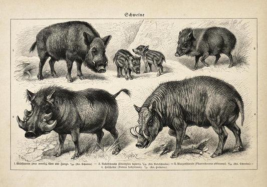 Antique Wild Pig Poster