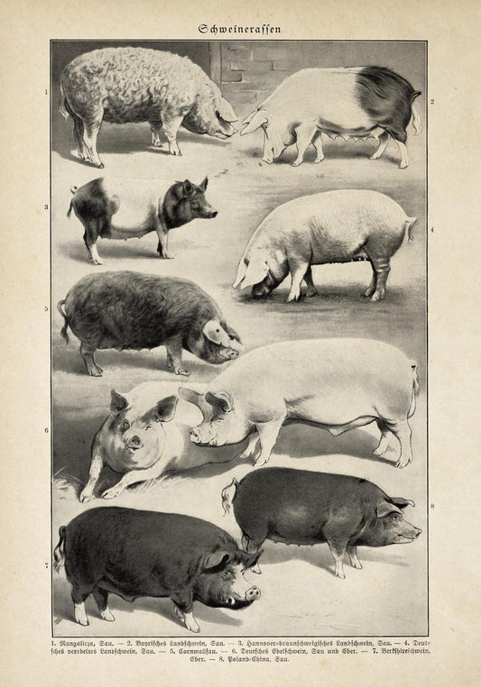 Antique Pig Breeds Poster