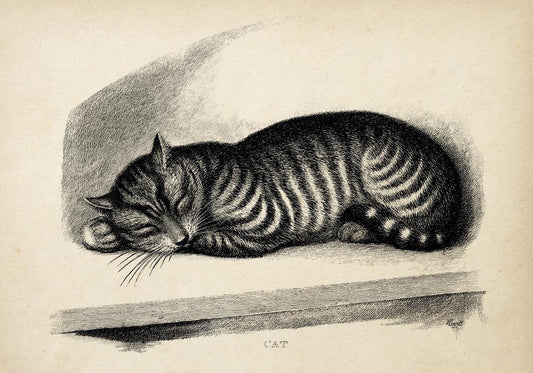 Antique Sleeping Cat Poster