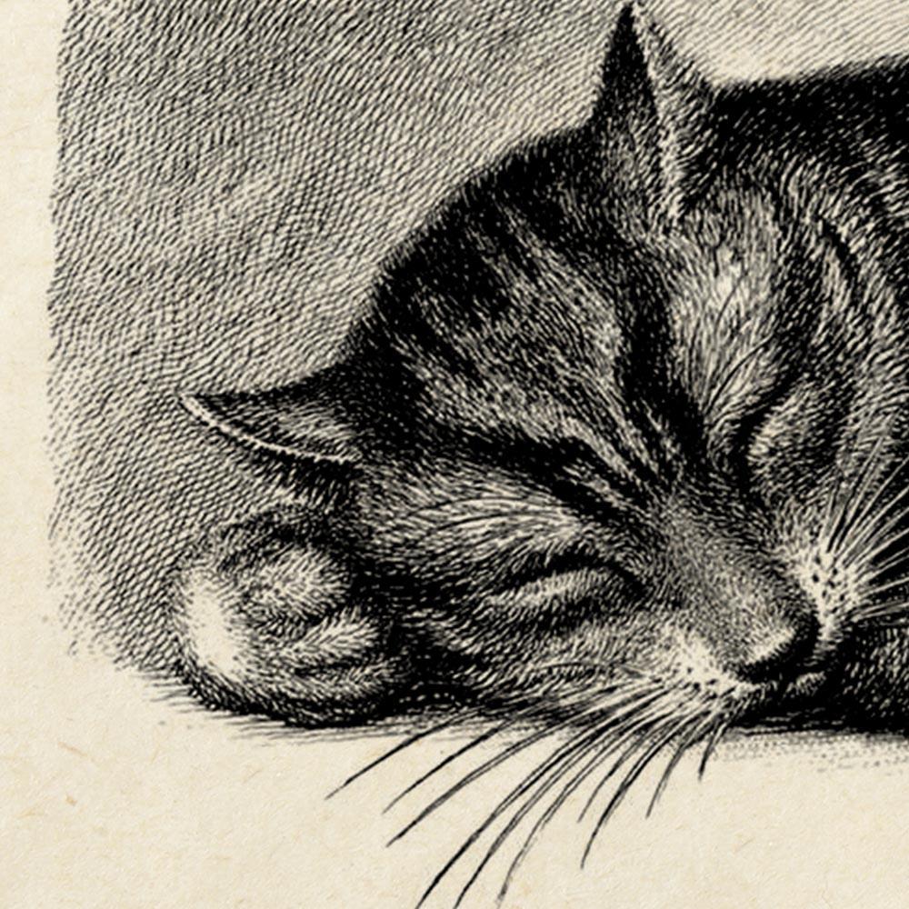 Antique Sleeping Cat Poster