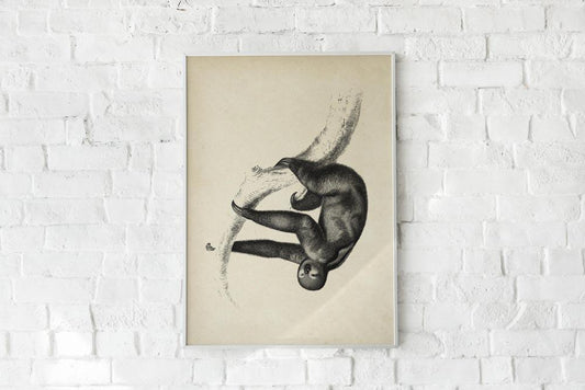 Antique Sloth Poster