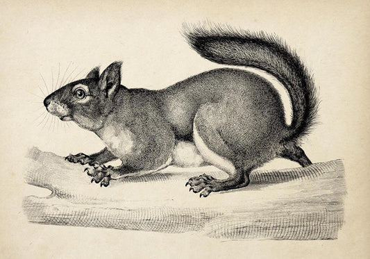 Antique Squirrel Poster