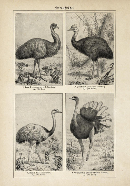 Antique Ostrich Breeds Poster