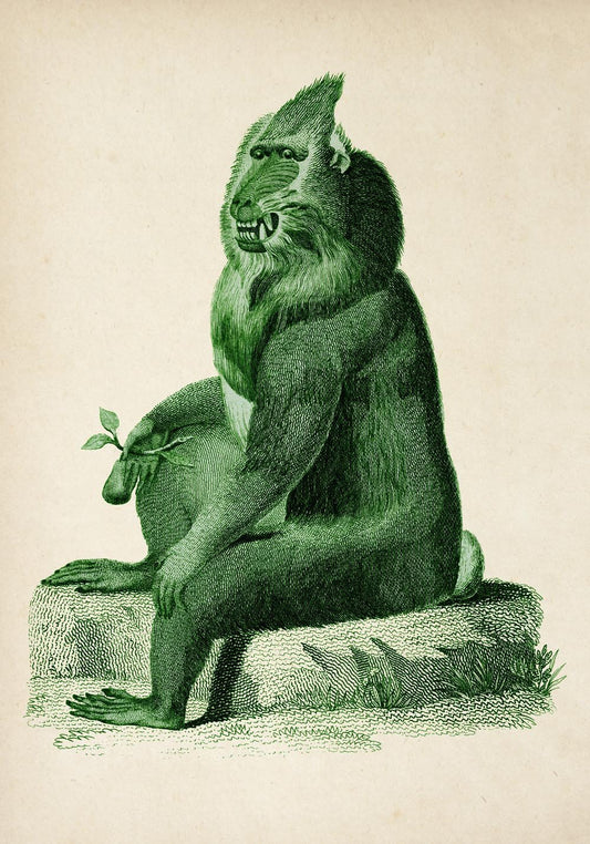 Antique Green Baboon Poster