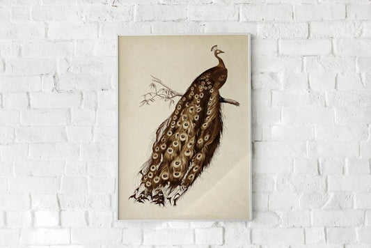 Antique Brown Peacock Poster