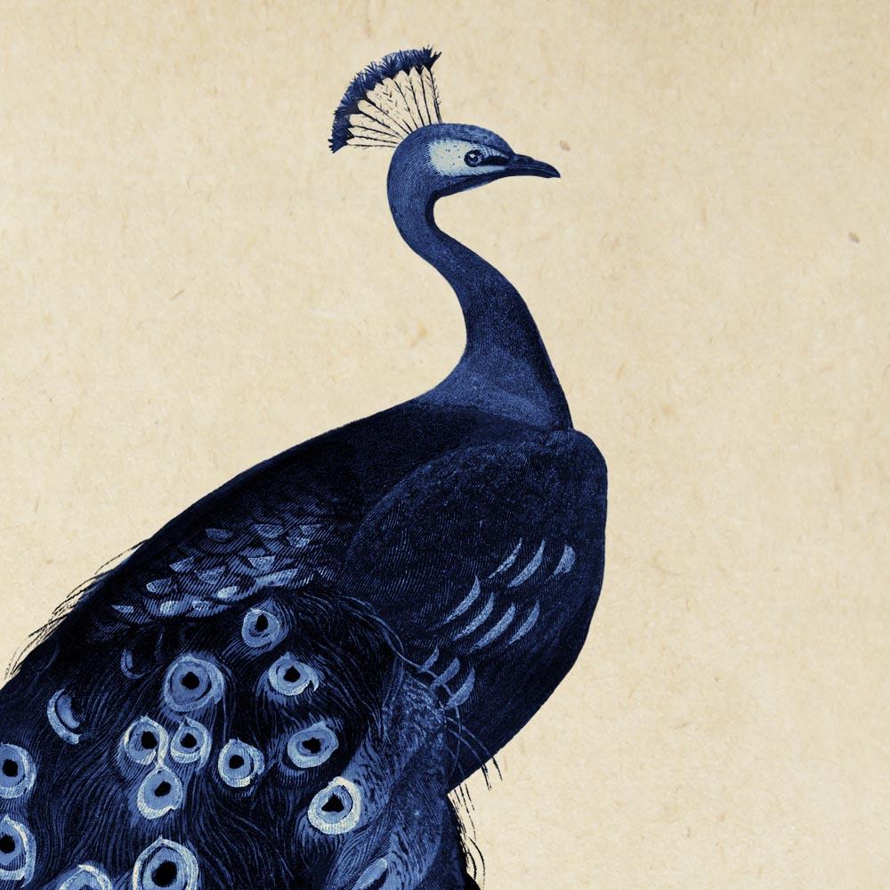 Antique Blue Peacock Poster