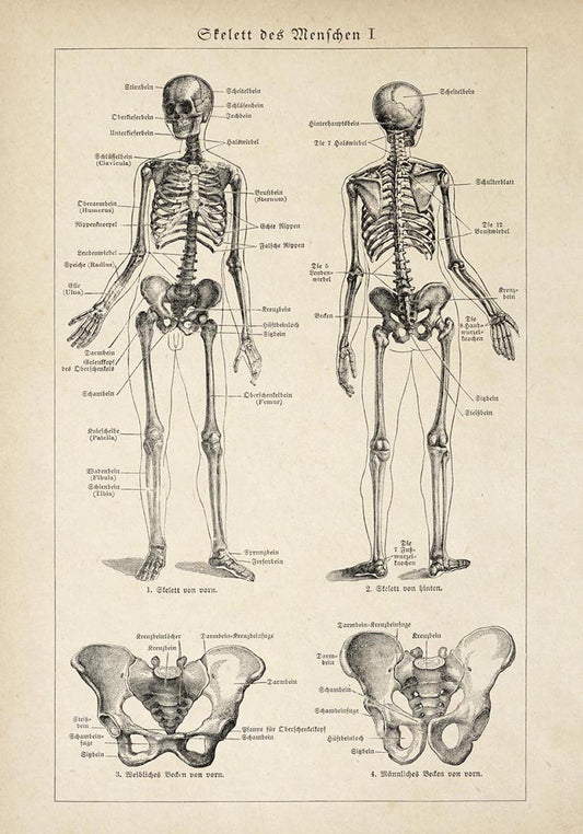 Antique Human Skeleton Poster