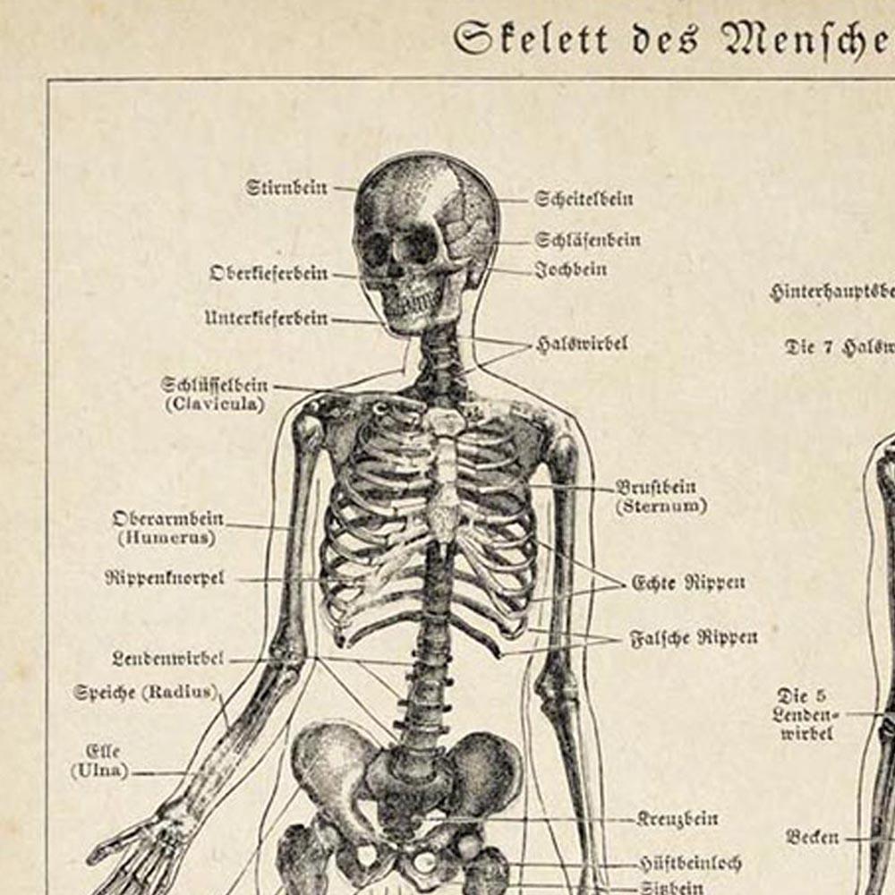 Antique Human Skeleton Poster