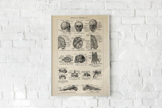 Antique Human Skeleton I Poster