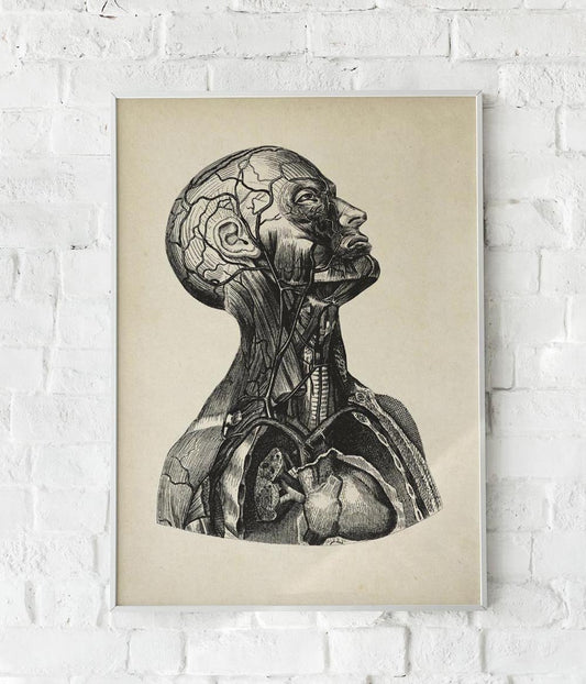 Antique Human Facial Muscles Poster