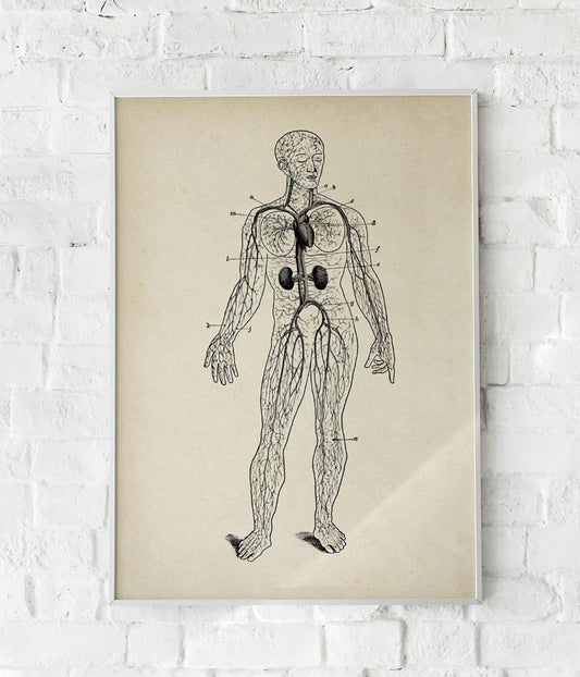 Antique Full Body Blood Circulation Poster