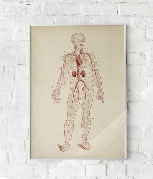 Antique Full Body Blood Circulation Red Poster