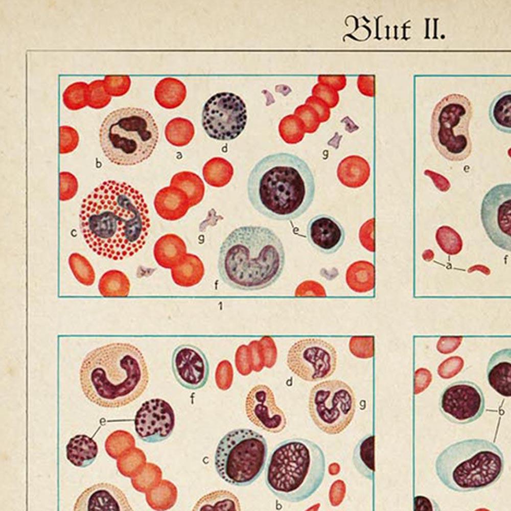 Antique Blood Cells Poster