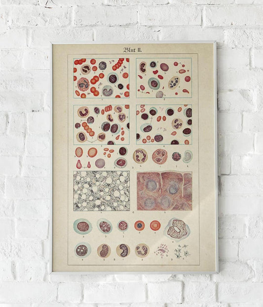 Antique Blood Cells Poster