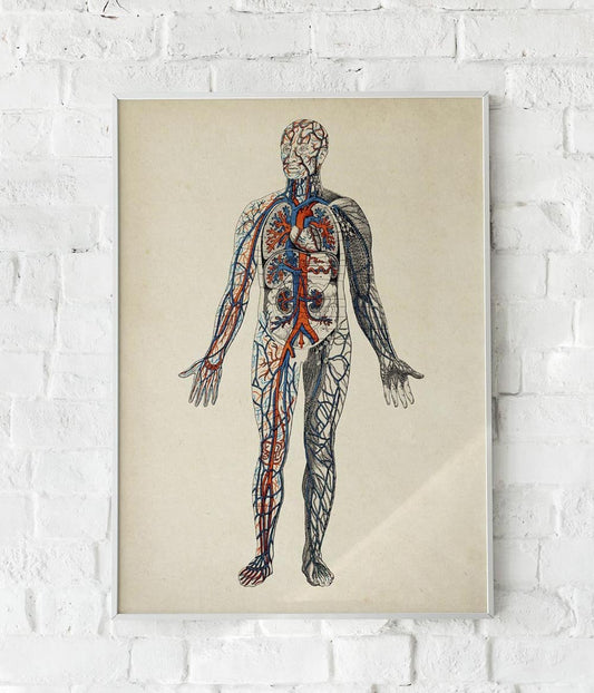 Antique Colorful Blood Circulation Poster