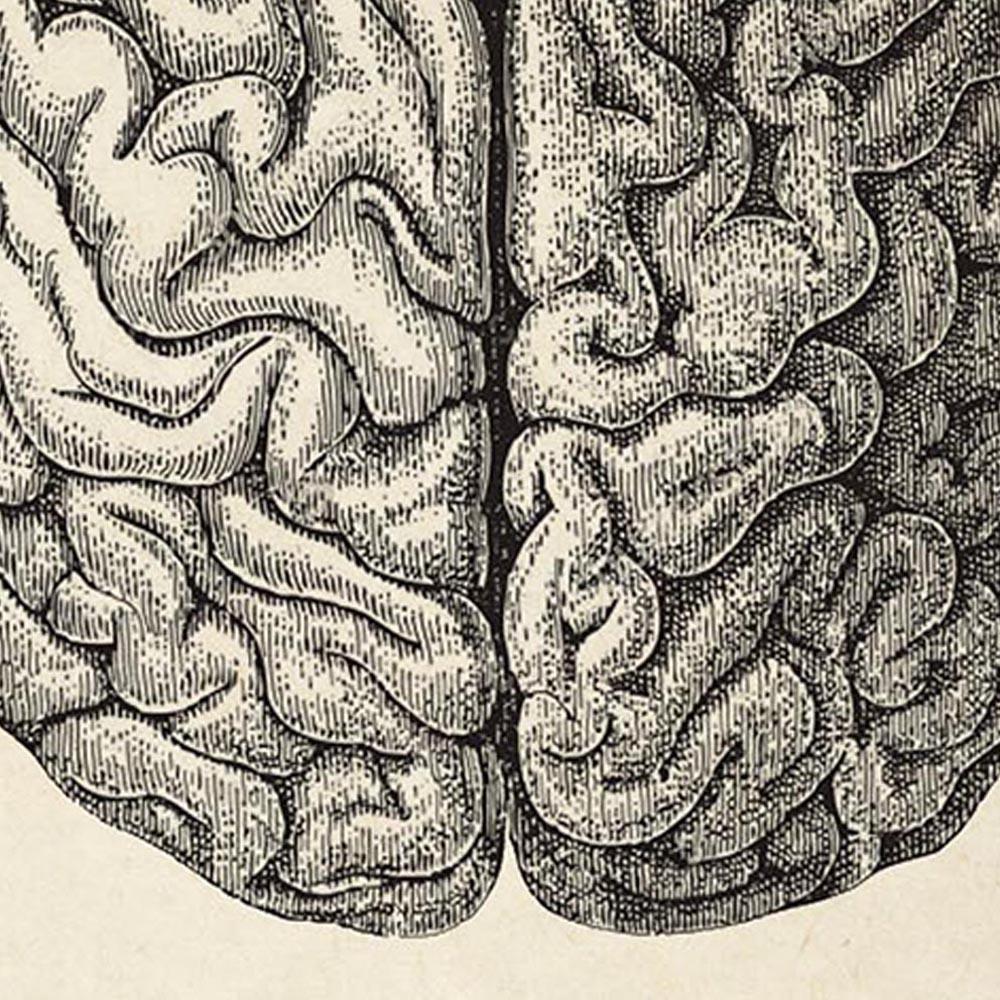 Antique Brain Poster