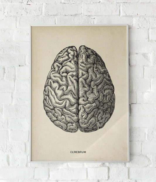 Antique Brain Poster
