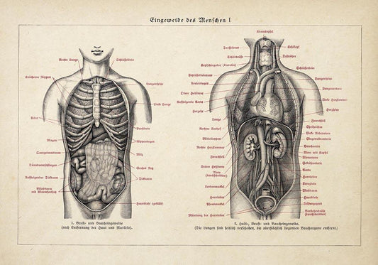 Antique Anatomy Chart Poster