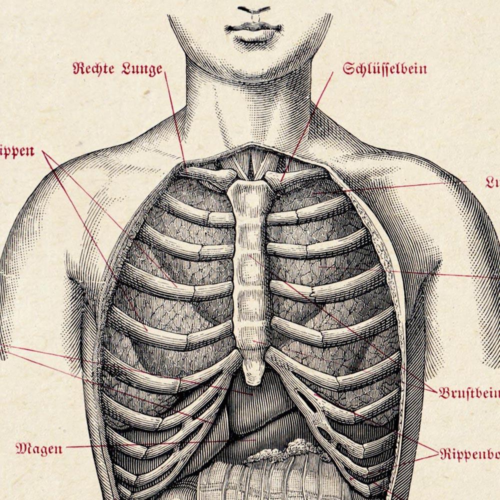 Antique Anatomy Chart Poster