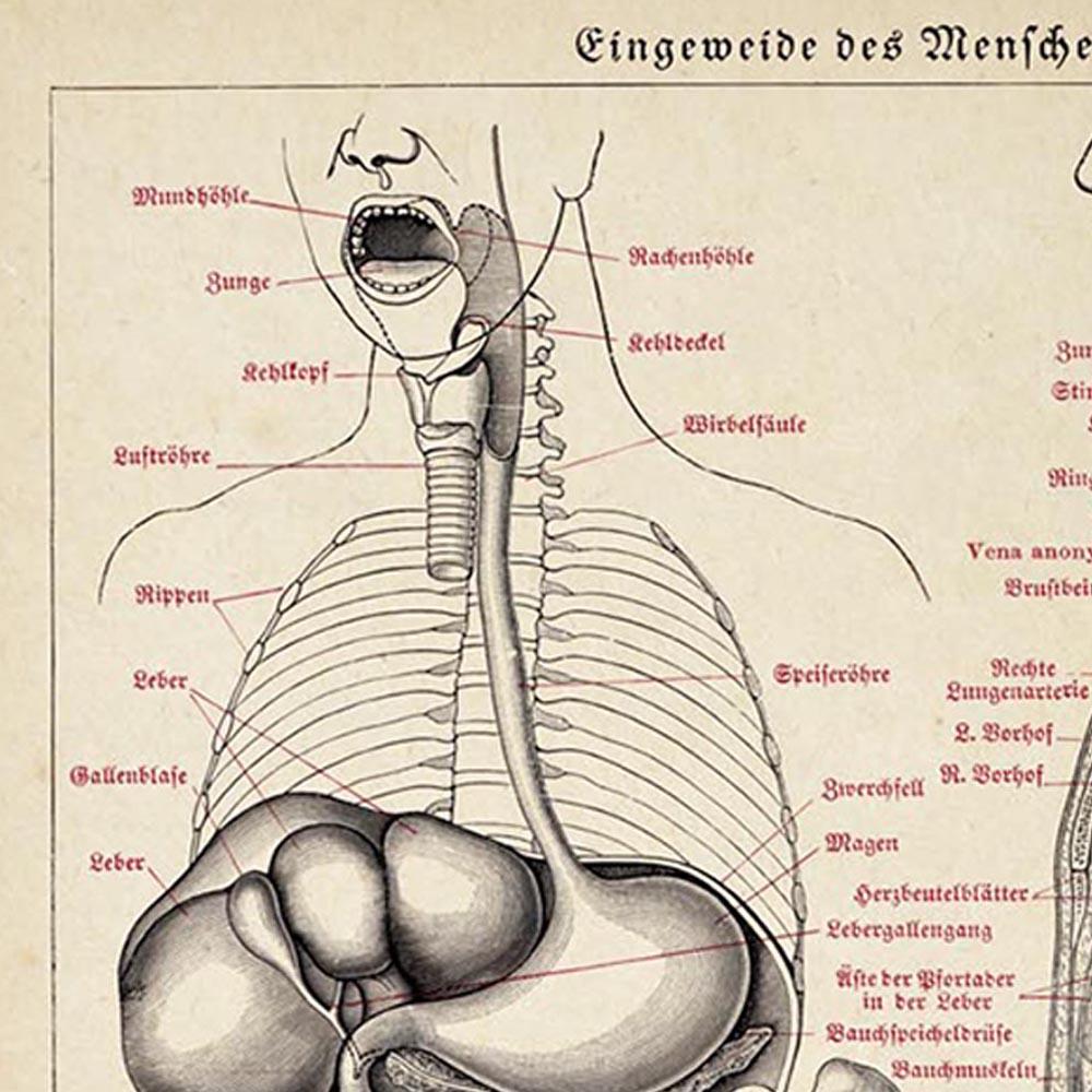 Antique Anatomy Chart I Poster