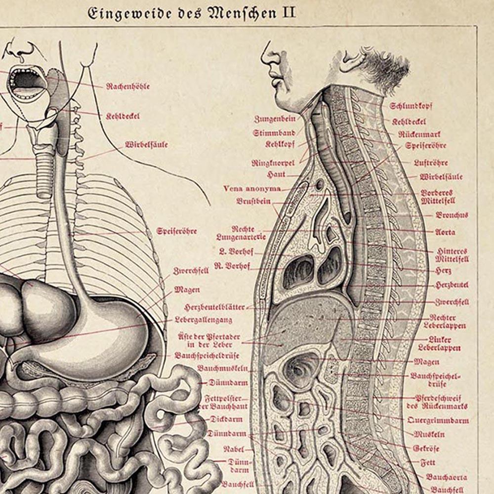 Antique Anatomy Chart I Poster
