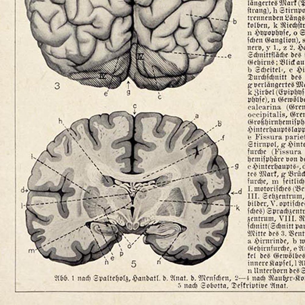 Antique Brain Chart Poster