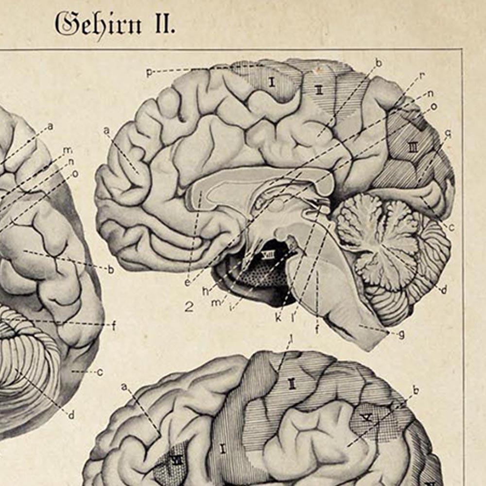 Antique Brain Chart Poster