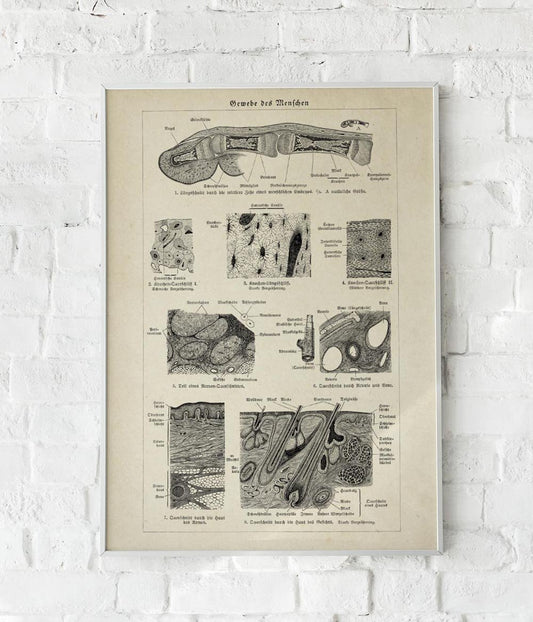 Antique Human Tissue Chart Poster